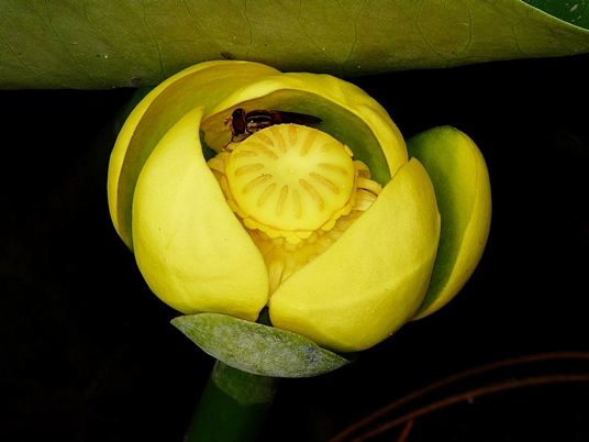 {Nuphar advena}